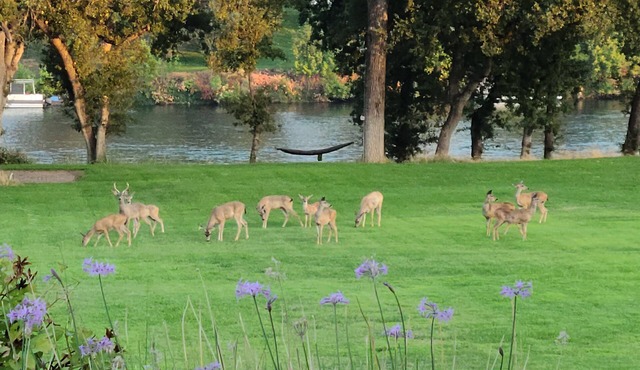 Fishing Cabin on the Sacramento River, dock provided