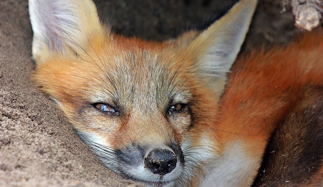 Florida Breeze - Wildlife Sanctuary