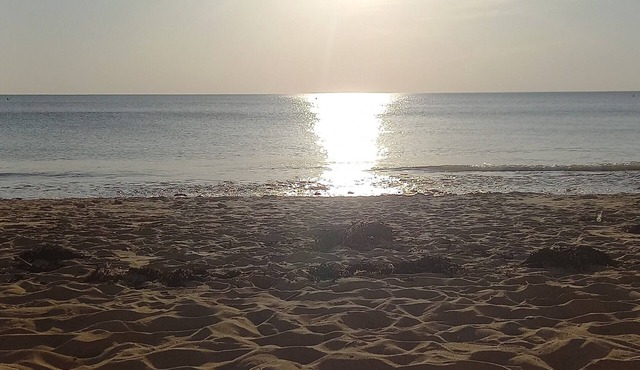 Forest and beach location