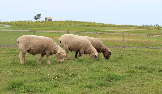 Fossil Farms - Stay, Relax and Dine with Us