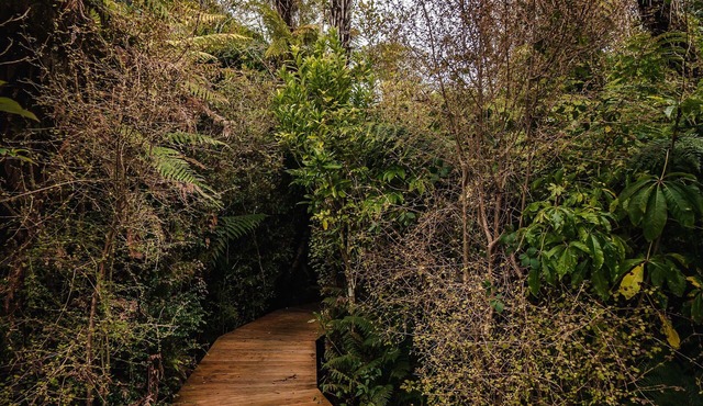 Franz Josef Treetops