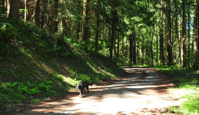 French Pyrenees 4bed 2 family home, national park.