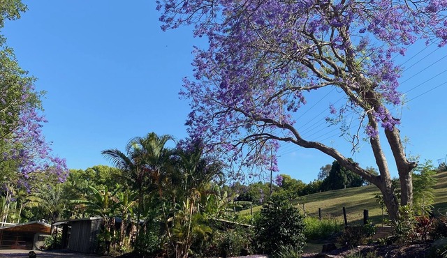 Frog Cottage - Noosa Hinterland - Dog and Horse Friendly