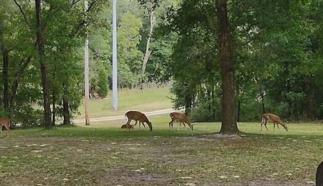 Fun Fawn Woodland Retreat