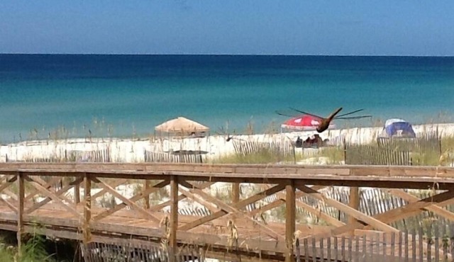 FUNSEEKER- 5 STAR PROPERTY! 49 SEC TO BCH. GULF VIEW & PETS OK