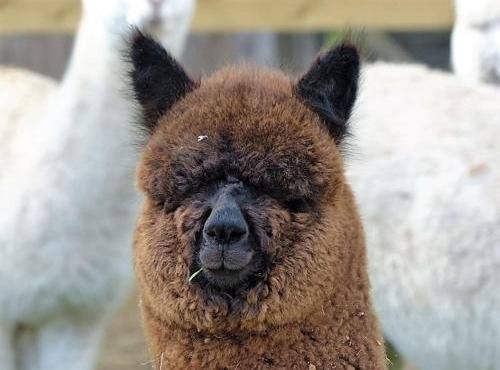 Gîte 2 dans un élevage d'alpagas 3 chambres