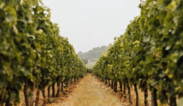 Gîte Château Le Conte - Saint Emilion