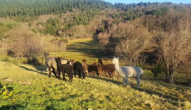 Gîte de France 3 ears alpacas - Gîte de France 6 people