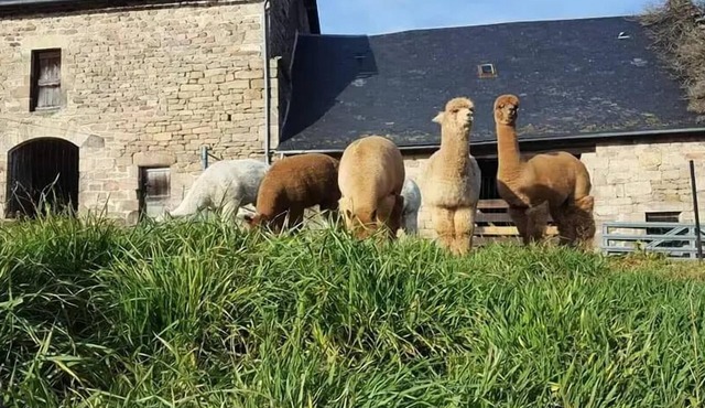 Gîte de France 3 ears alpacas - Gîte de France 12 people