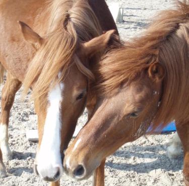Gîte du manège - Domainepona