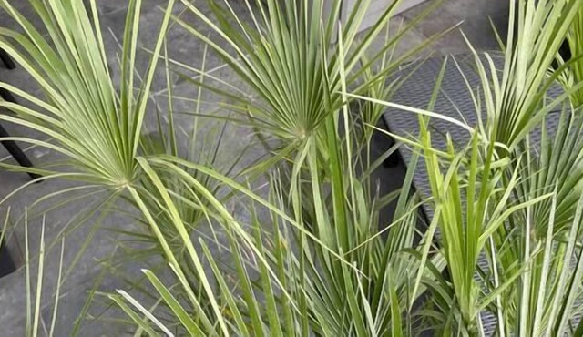 Gîte "spa" Climatisé 2/4 Pers