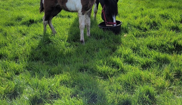 Gîte à la Campagne ' les Chênes '