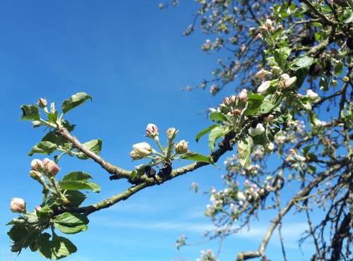 Gîte à la ferme, avec animaux, fromages et nature