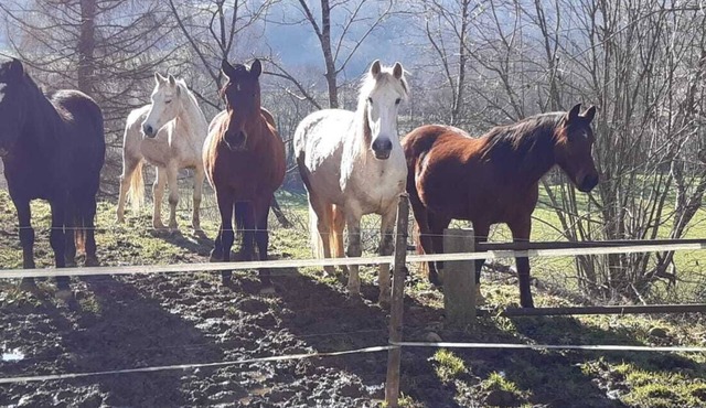 Gîte 4 Étoiles Dans une Ferme Béarnaise 2/4 Pers. en Plein Coeur du Jurançon