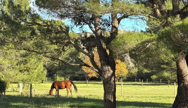 Gîte Alpilles 63m², 4 pers. air-conditioned, Swimming pool, Mas de la Meunerie in Fontvieille