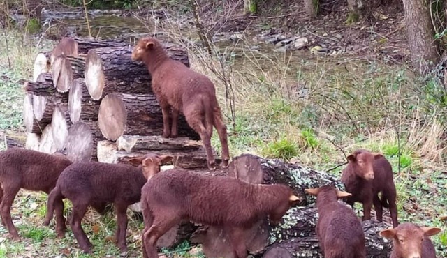 Gîte Cévennes: Piscine, Lamas, Rivière