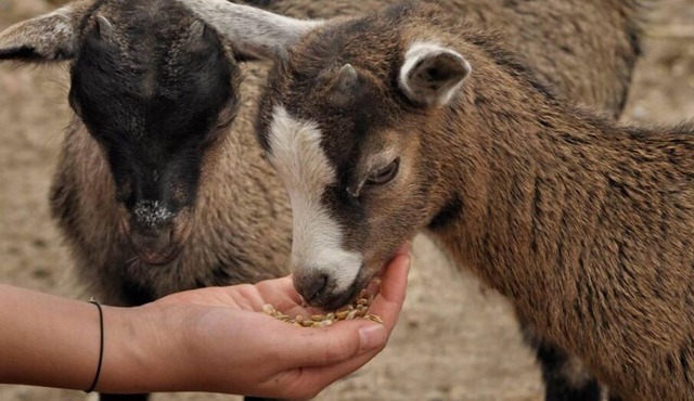 Gîte de Léon - La Ferme du Château