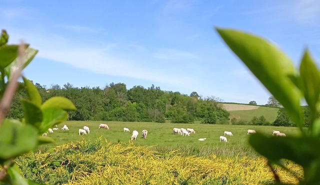 Gîte des Palmiers, à Ameugny - Taizé
