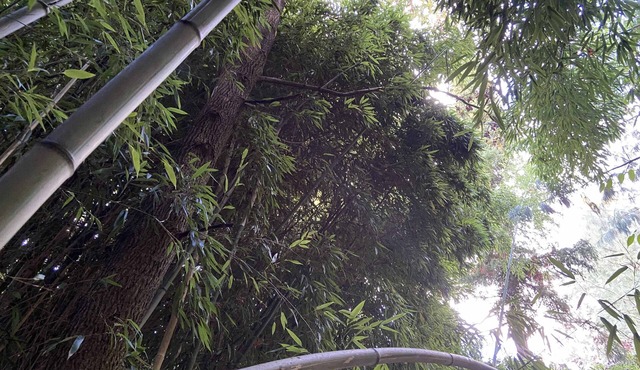 Gîte du bambou bleu, dans un jardin botaniquenDisneyland Paris a 34 kmn