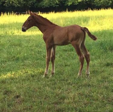 Gîte du Haras du Suet