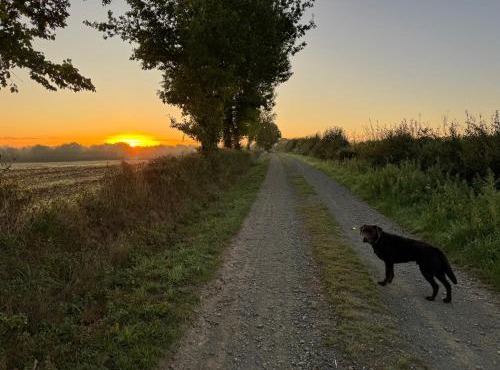 Gîte du Rossignol à 5 minutes du Château de la Citardière et à 14 minutes du Château de Bourneau
