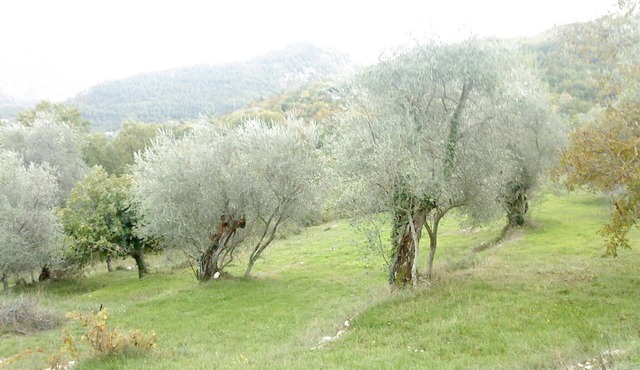 Gîte L'oliveraie n ° 1