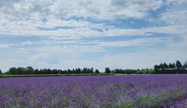 Gîte La petite Violette deux étoiles