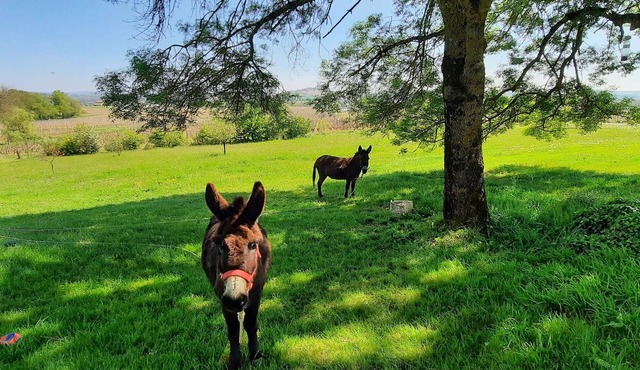 Gîte la rapière, nature, in the countryside, no noise, calm and restful swimming pool