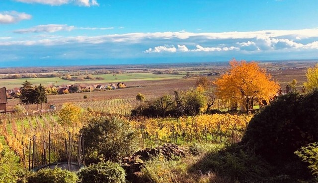 Gîte Origin route des vins d'Alsace