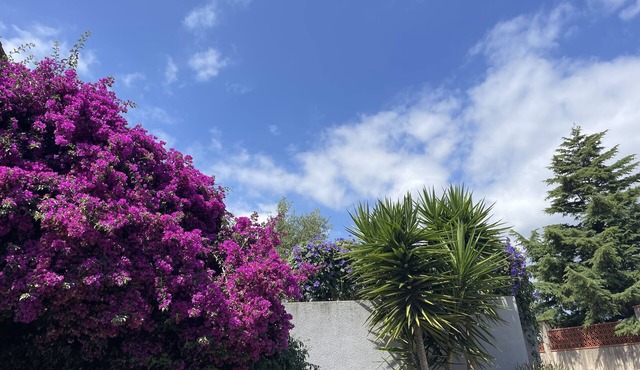 Garden level