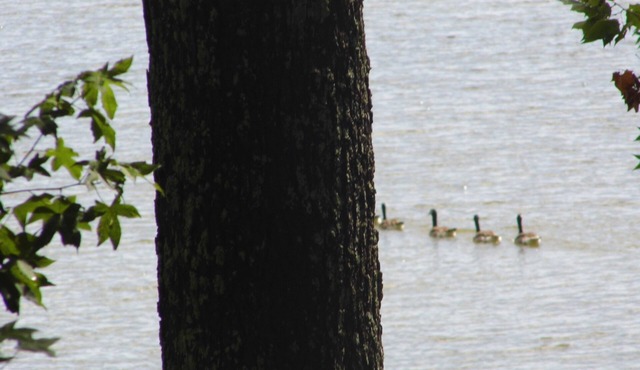 Gated Lake house on Swan Bay