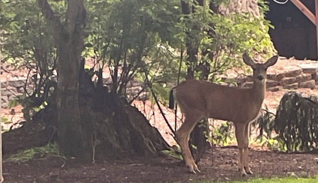 Geodesic Dome Away from Home in the Woods