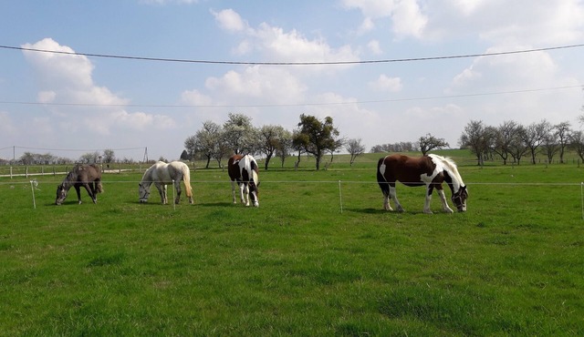 Gezellig Comfortabel Vakantieverblijf, Rustige Omgeving én Huisdiervriendelijk