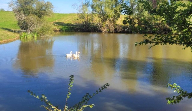 Gîte Le Grand Castillon - Fishing in private ponds and forest - Jacuzzi (optional)