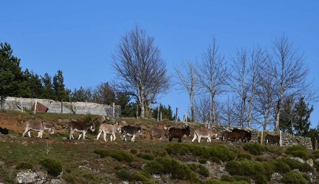GITE 12 places Haute Loire - in the Massif du Mézenc - Meygal