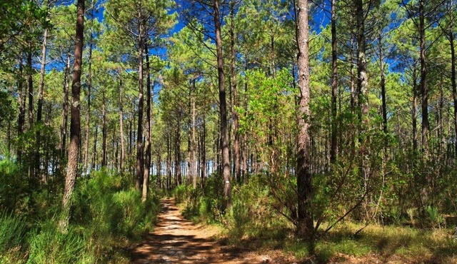 Gite Airial DE Lous Crabeys