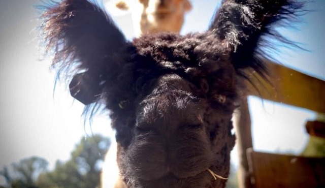 Gite Dans Notre Élevage D'alpagas, au Cœur de la Bretagne Bocagère et Verdoyante