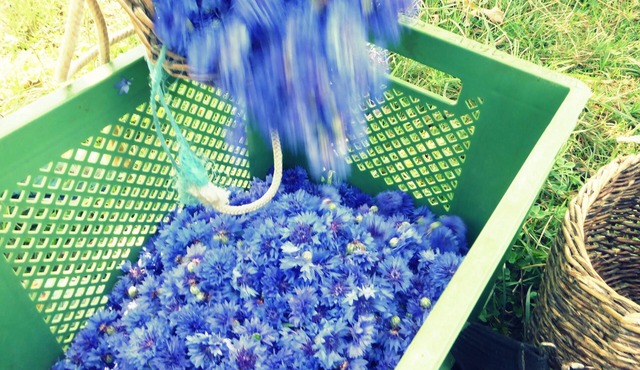 Gîte de l'herbier, in the heart of plants