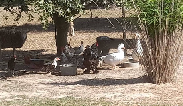 Gîte El Camillou: Cozy farmhouse for groups, families, and friends.