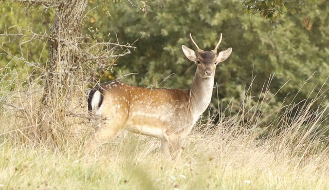 GITE LE DOMAINE DES DAIMS NEAR CARCASSONNE