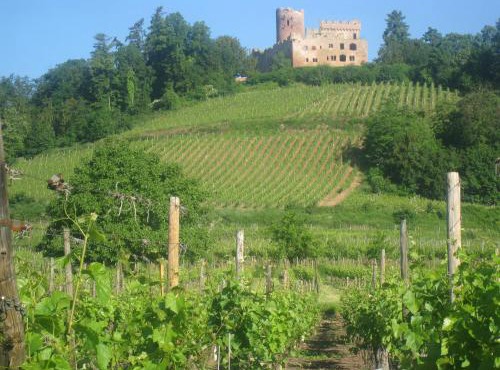 Gite MUSCAT en Alsace sur la route des vins