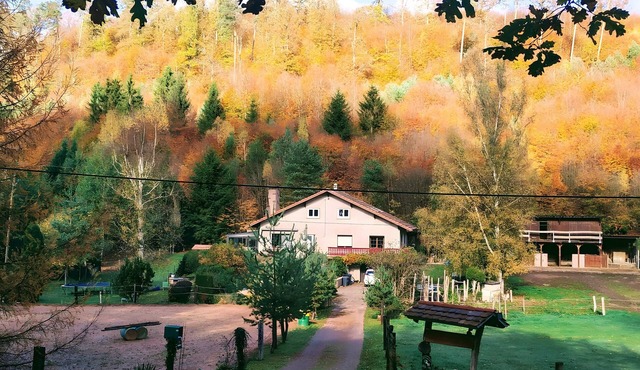 Gîte "my home", deep in the forest, with donkeys