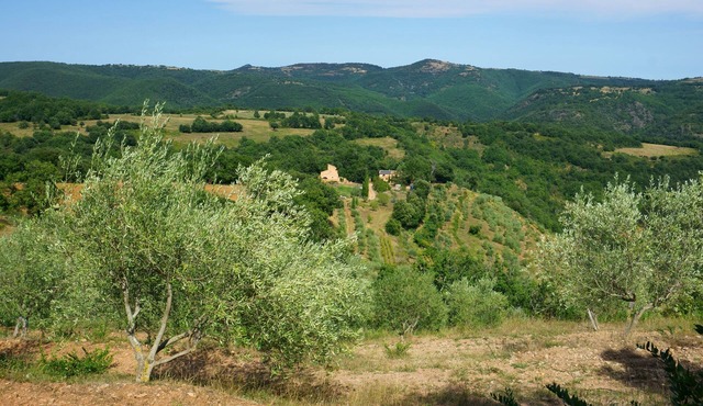 gite sur oliveraie et élevage de chevaux