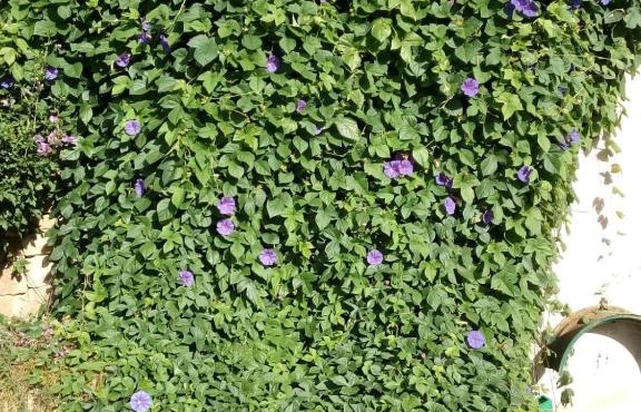 GITE VOLUBILIS BLEU