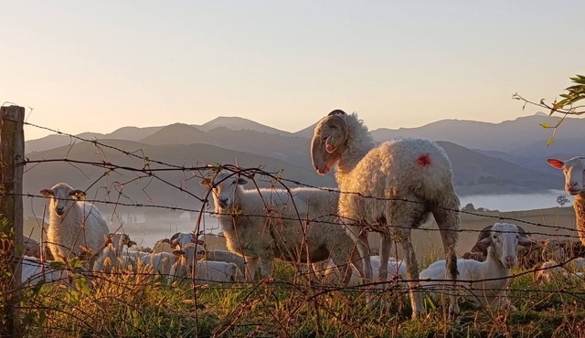 Gîte with swimming pool and mountain views near Saint-Jean-Pied-de-Port