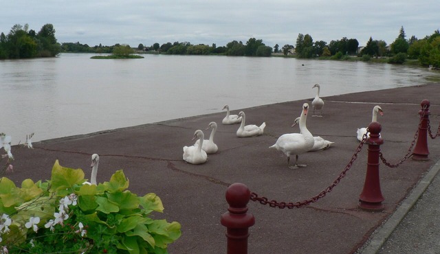 Gites Nénuphars rivière Saint-Emilion