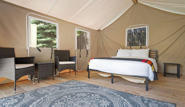 Glamp 5- American Plains Bison