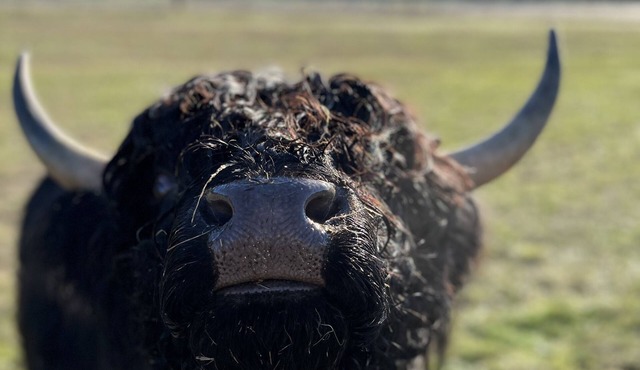 Glamping at the RMR farmstead WITH HOT TUB