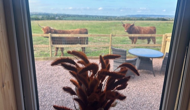 Glamping Pod in secluded location with Highland Cows at the fence