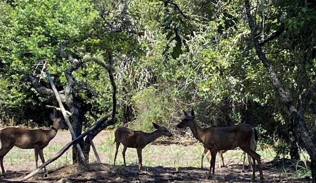 Glamping Tent Large at Enchanted Forest Retreat